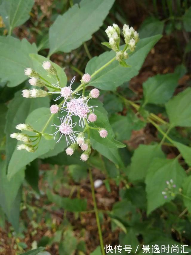 龙葵|门口的果子像“龙葵”,赶紧要拔掉、千万别吃,会中毒