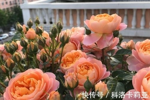 给月季施肥的正确打开方式,了解掌握,冒笋芽花还多,值得收藏!