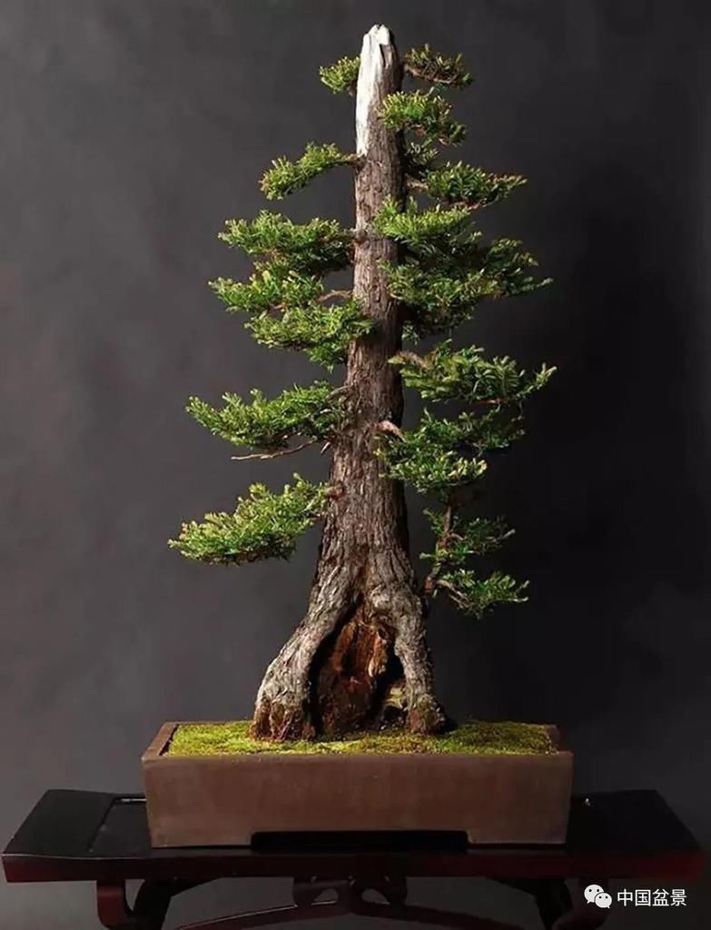 秋林|盆景养殖不在多而贵在精,你能养成这样吗?