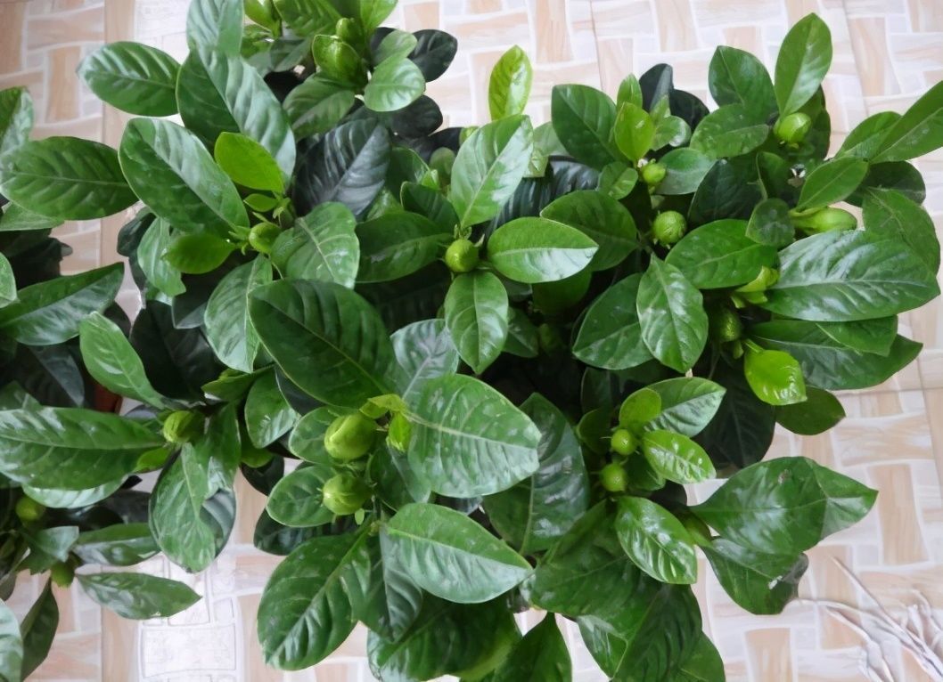 种花|天气凉了,1种花“记得”别买,养1周就耷拉、养30天“光杆”