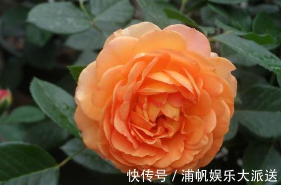 喜欢菊花，不如养盆“稀世之花”荷包花，似佳人伴舞，优雅美丽