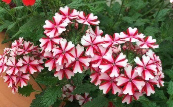 家养这些花卉,开花成瀑布,而且香飘十里,养花首选!