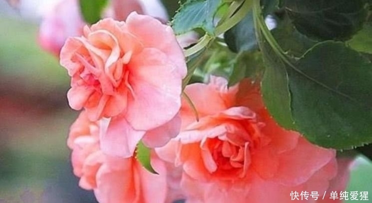 此花超漂亮，沾土就活，开花又大又艳，养庭院，十里飘香