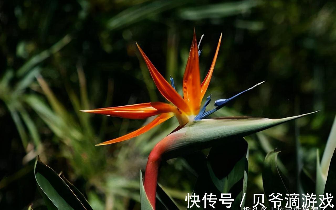 喜欢养花也不要忽视绿植的作用，室内选择这4种绿植养，美观大气