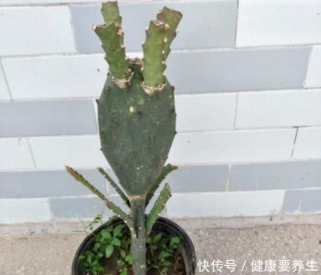 成活率|秋季,用无根仙人掌嫁接令箭荷花,这么做对四点,成活率100%!