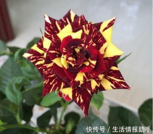 好特别的“1种花”,很多人都说“头回见”,你见过!