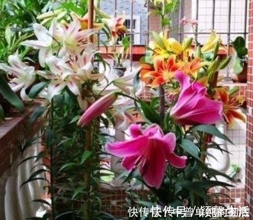 鲜切花|家中必养“4种花”,好养漂亮花期长,越晒开花越旺