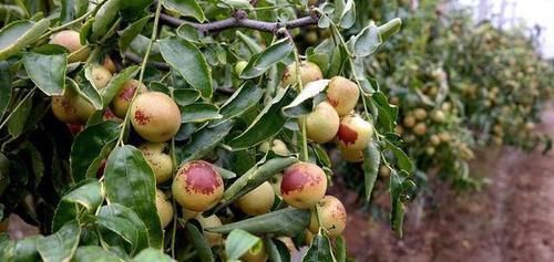  冬枣|最伤身的“水果”，再馋也别任性，很多人却当宝，整箱往家买