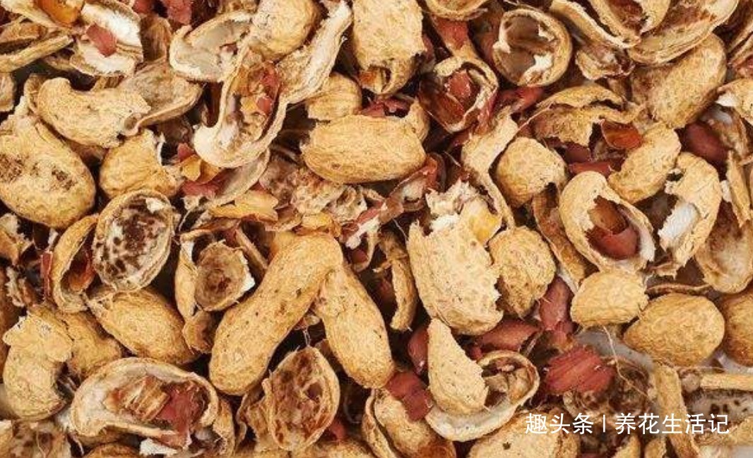 用“壳”养君子兰，根系健壮繁多，开花简单叶子绿！