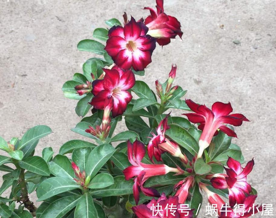 植株|盆栽沙漠玫瑰,6、7月趁早落实3点,花开满枝头,个大色艳