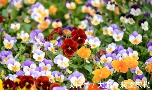 4种花一养就上瘾,花色美丽,开花勤快,花多易爆盆