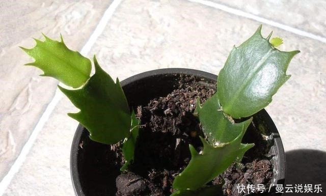 蟹爪兰|养好蟹爪兰，先学会用土，后期管理很简单，开花更多