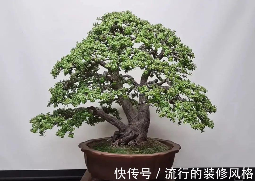 这花就要养老桩，年年开花，越老越值钱