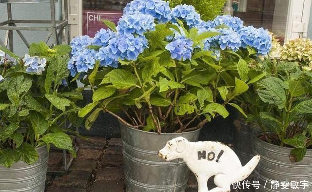 下雨天，这3种花别着急搬回家，喝点“雨水”长得快，越淋越壮实