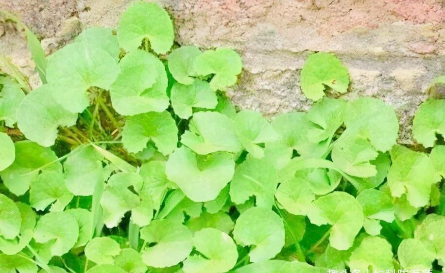 改善|会吃的人更健康,3种食物吃一吃,改善体质,好处多多