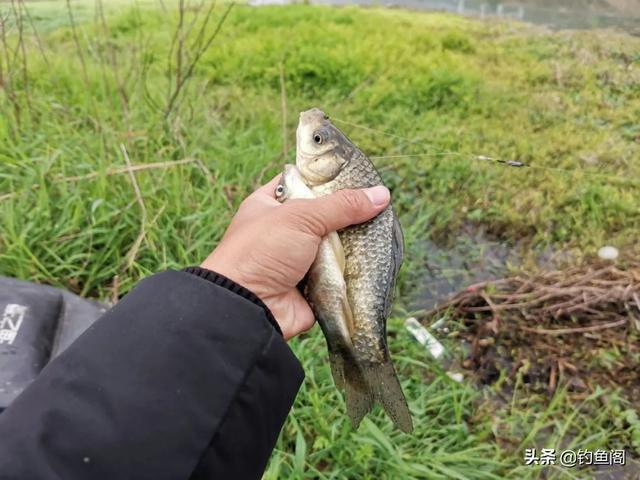 野钓不打窝的2种高效钓法,学会后上鱼总是快人一步