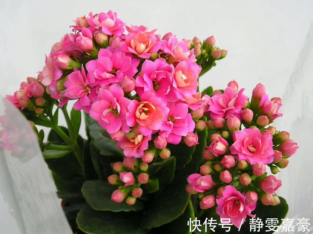 这3种花养一盆就上瘾，枝条贼好扦插，一盆能生好几盆