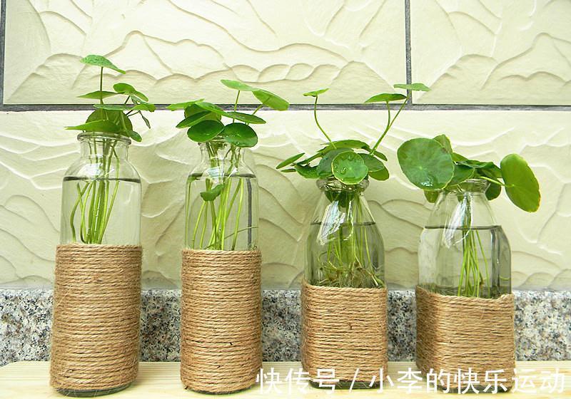 水培铜钱草及简介,一个微盆景容纳一个世界