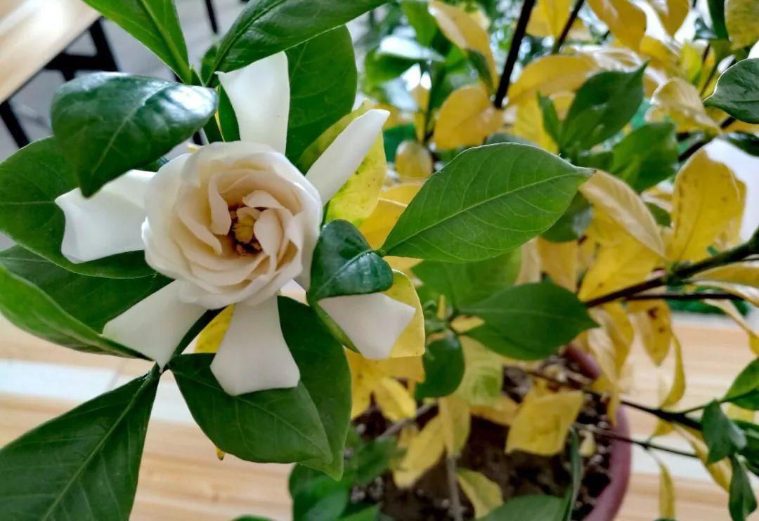 植株|栀子花好养吗?有方法就不难,现在教大家玩转