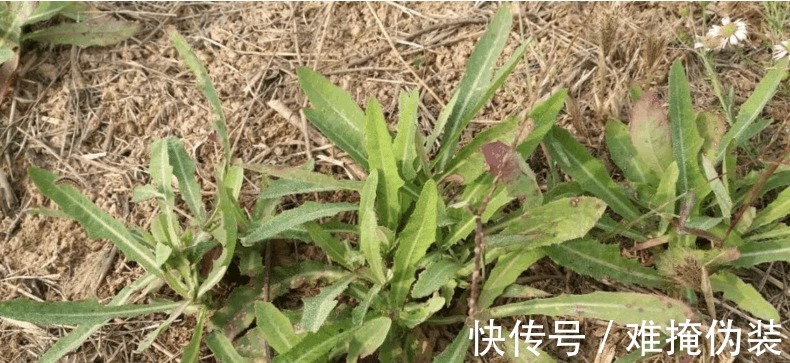 野菜|农村一野菜，味道虽苦但很多人喜欢吃，相传皇帝也称赞