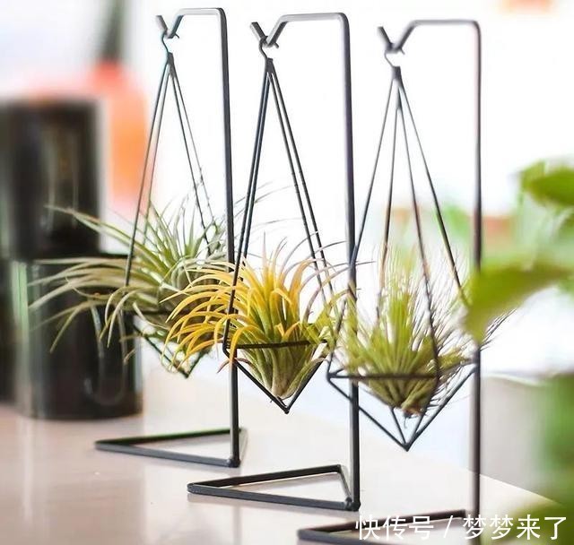 冬天|家里养几株空气凤梨,不用土也能活,漂亮又个性!