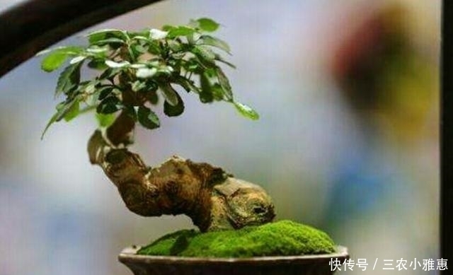 怎样才能制作出小巧玲珑、形态优美的微型盆景?