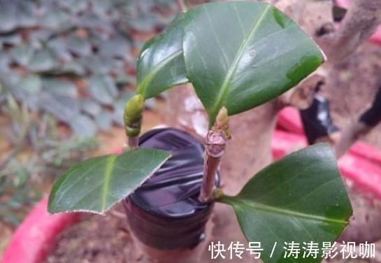 养花“高手”养茶花，都用这种“方法”，让它变成“五彩茶花树”