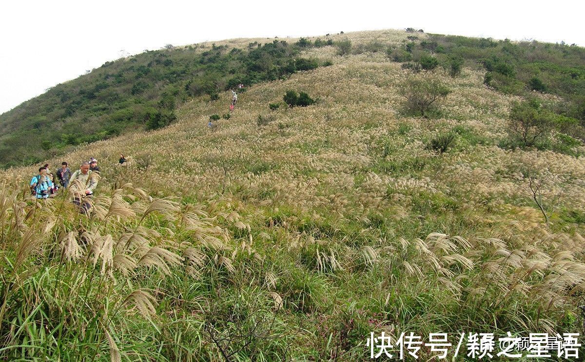 东盘山|福泉山漫山芦花消失，幸好还有东盘山，宁波唯一的高山草甸风光