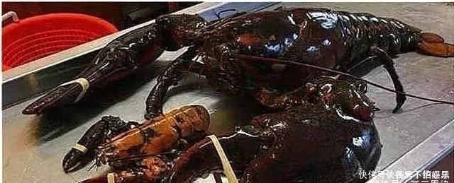 这只龙虾活了134年,受国家特赦免死,吃货只能干瞪眼