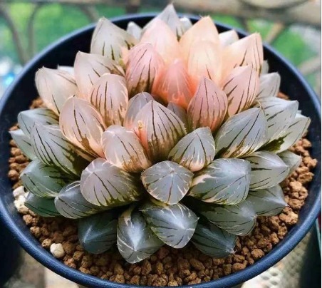 夏天养4款“景天多肉”,便宜好养,花苞红彤彤,呼呼窜成肉瀑布