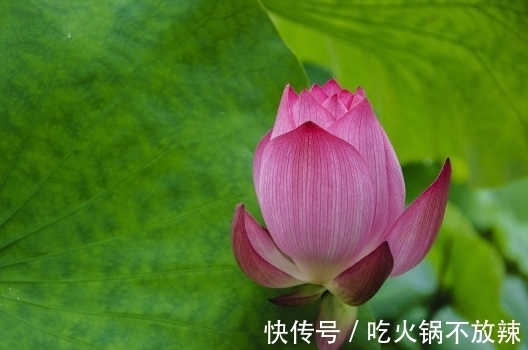 大林木|11月上旬，4属相贵人相助，桃花如虹，爱情甜蜜，生活顺心