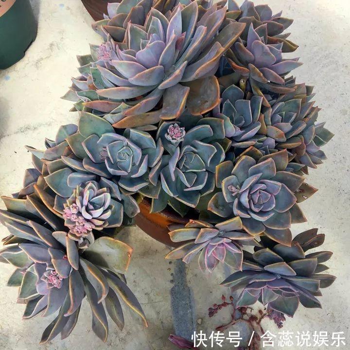 坛子|他用菜坛子种多肉,1分不花,呼呼长成“大米饭”!