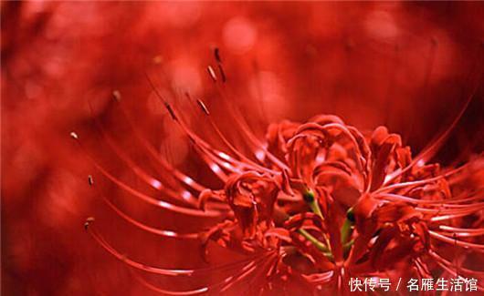  世界|世界上最悲伤的花彼岸花！看了眼泪忍不住了