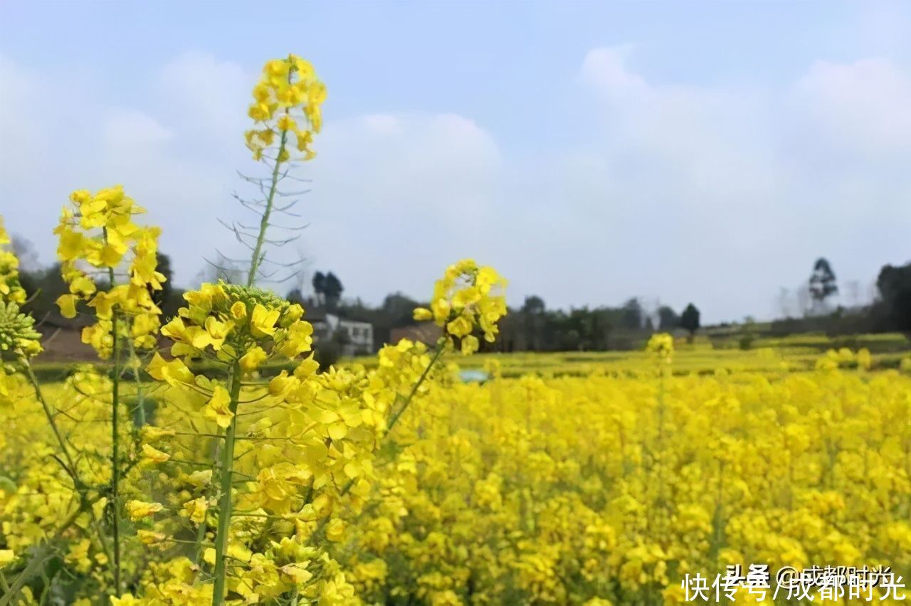 22℃的成都 7个油菜花地点 就近选择