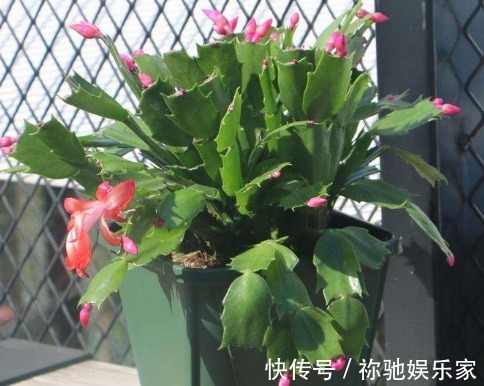 秋季蟹爪兰怎样催花教你“4法”，给它“剪个发”，四季都开花