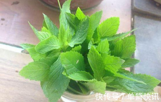 这5种花随便掐个枝就活,新手懒人花友千万别错过!