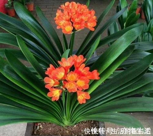 公认的养花万能土,户外挖一些,啥花都喜欢,能省不少钱!