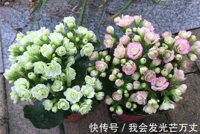 长寿花|长寿花没必要养太杂,老花友们基本都倾向于这些