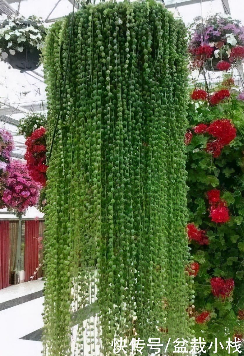 四种“吊兰花”,养在室内都好看,喜欢花的人了解下