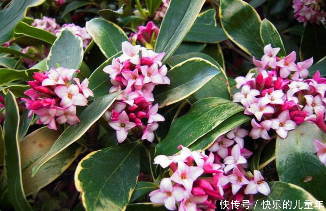 让我告诉你|懒人也能养活的几种花，不管开花更多，扔在阳台上，花朵不断开