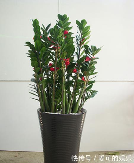 秋天养盆金钱树,牢记4个要点,枝繁叶茂不黄叶,大气美观惹人爱