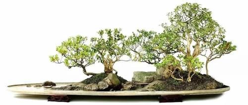 11株苗扎堆，不是柴火，而是一道苍山叠翠山水风光的水旱盆景！