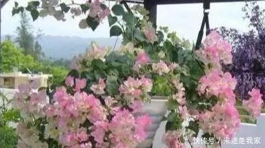 长寿花|家里不知道养什么花好,6种漂亮又好养的盆栽考虑一下