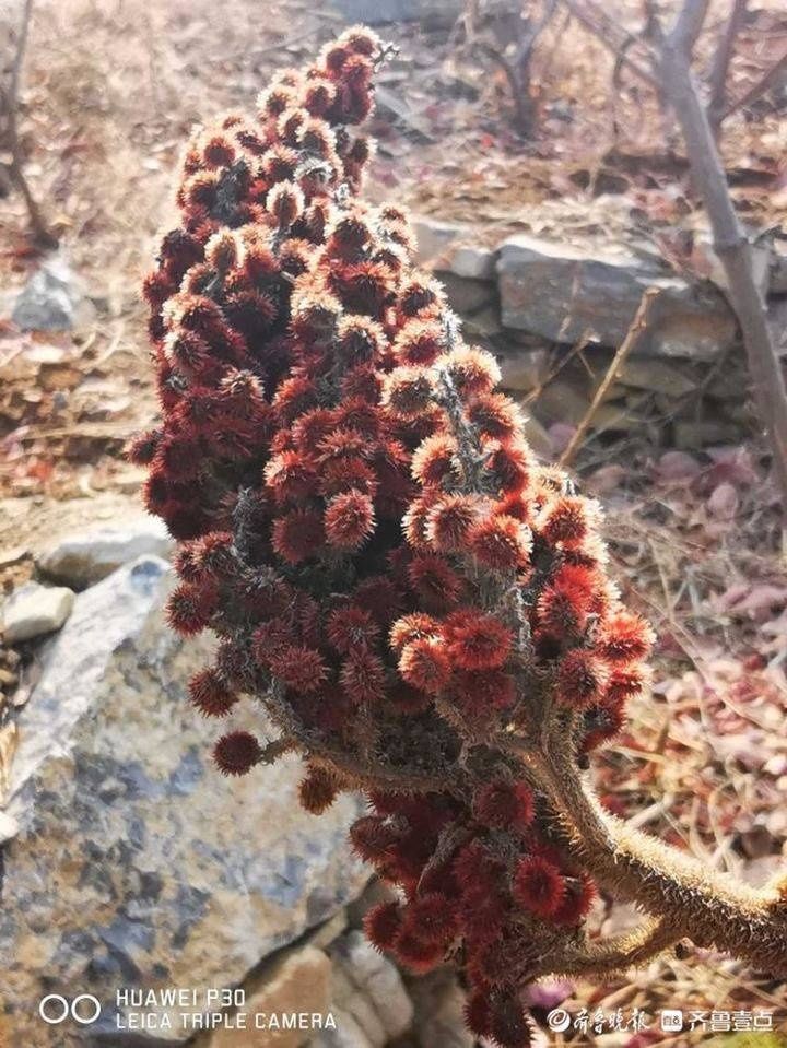  多姿|寒冷季节济南莲花山火炬树依然曼妙多姿，果实红艳似火