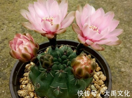 新手养花,不如养盆花中精品“玛姬婶婶”,花型精美,有枝就有花