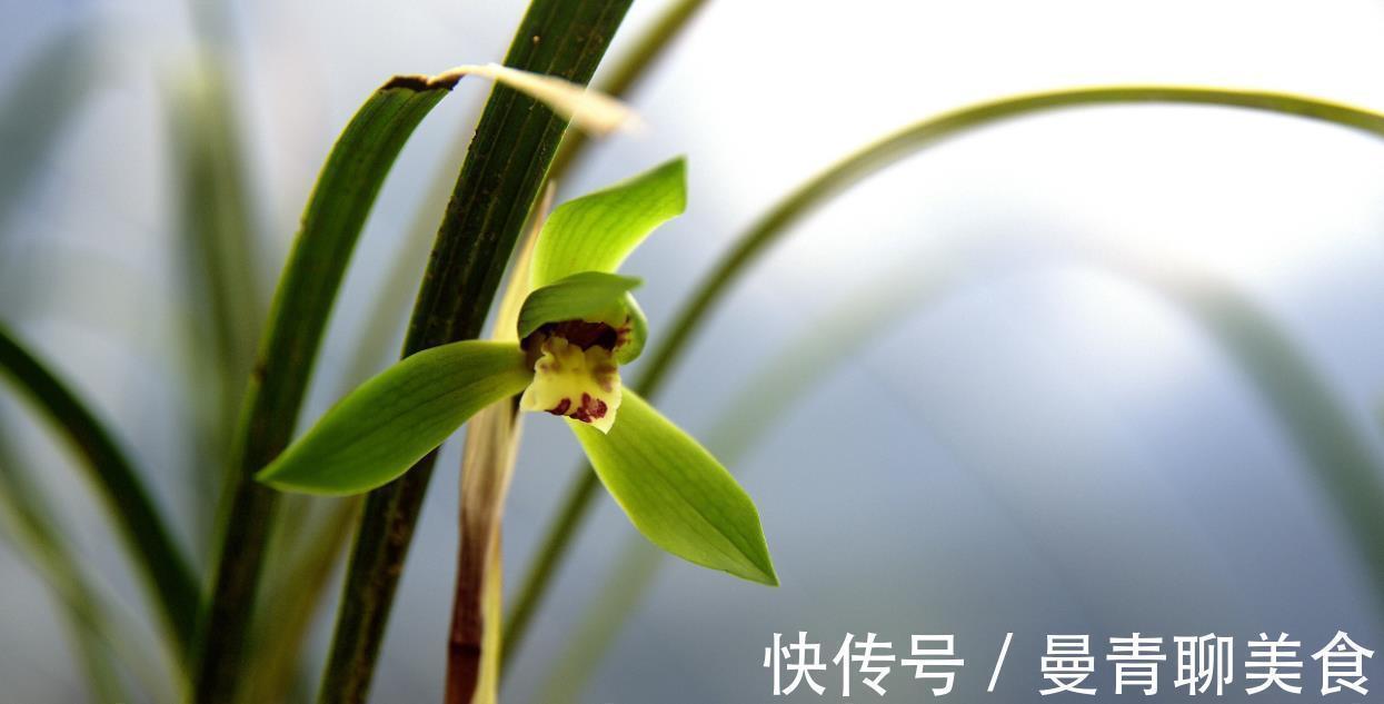 种活兰花不难，养好兰花却不易，十分钟读懂兰花该如何养护