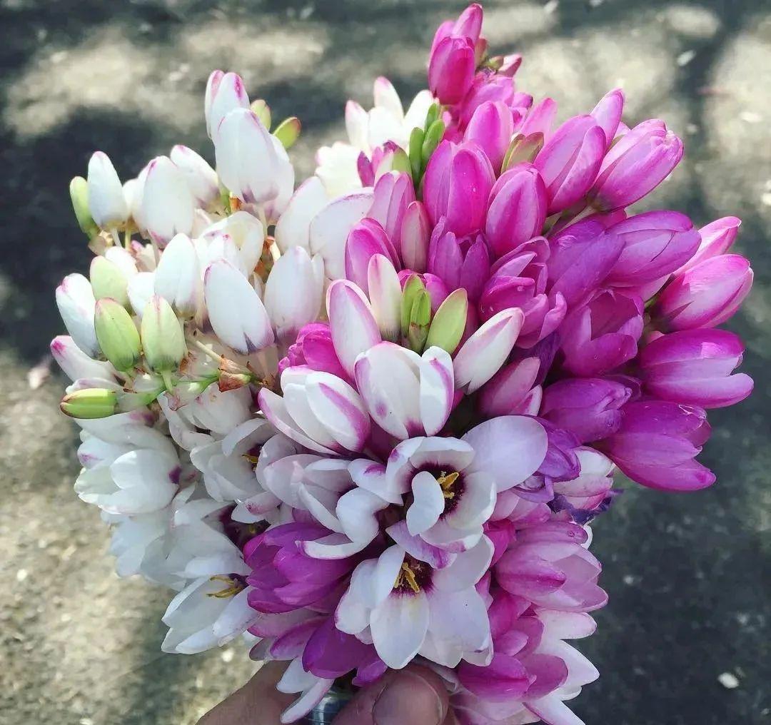 秋天|秋天必养的11种花,冬天特别耐寒,南北方都能养