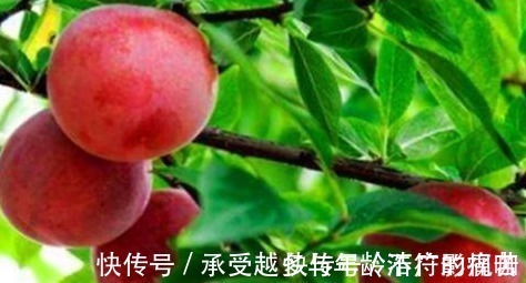 肝阳|人到中年想长寿,推荐吃的食物,排毒消脂,补血滋阴,增强体质