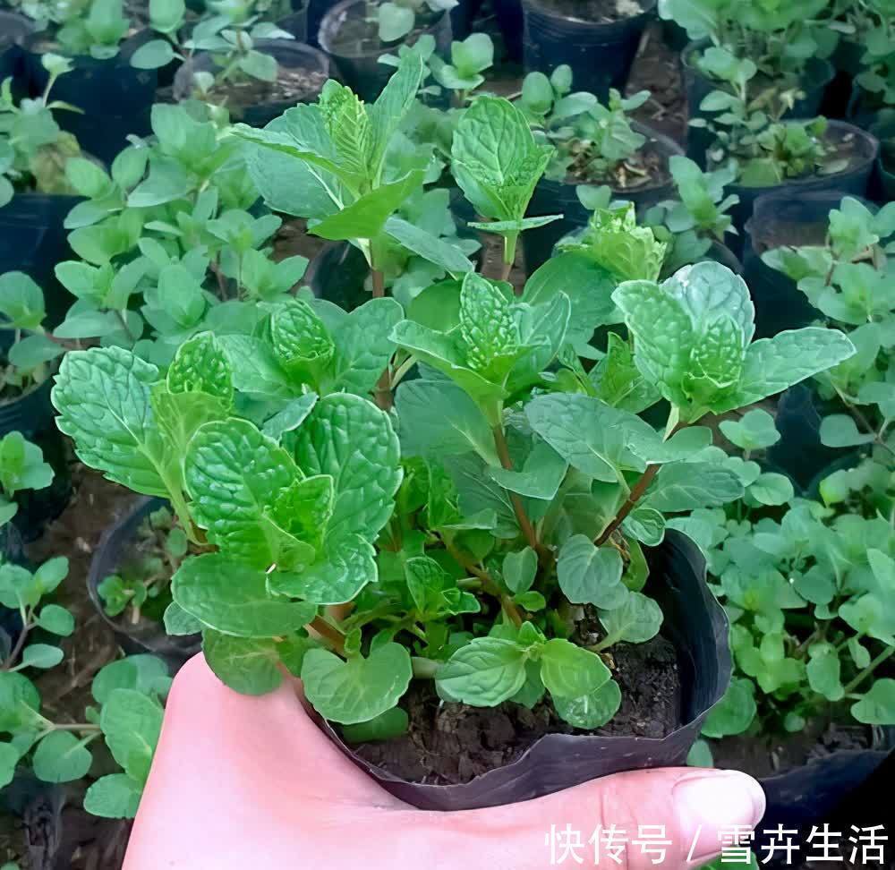 自带“体香”的盆栽,家里养一盆,四处清香,好吃又好养