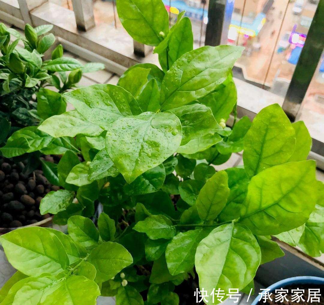 秋天养茉莉?进入“虚弱期”,养壮是关键,明年开花翻一倍